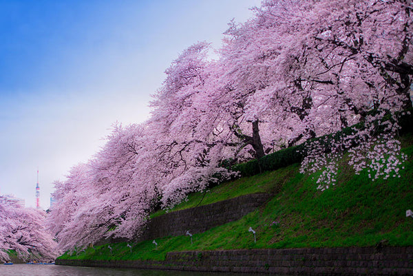Sakura Season Japan