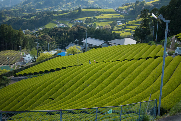 step rice patty Japan