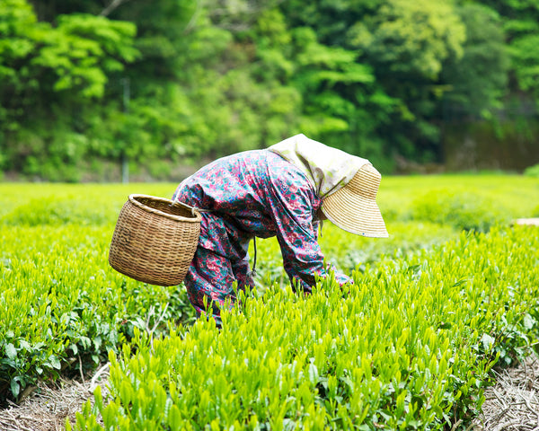 harvest japanese green tea leaves