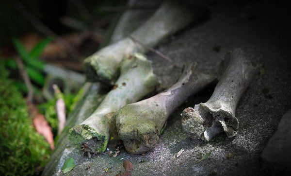 bones Suicide Forest Japan