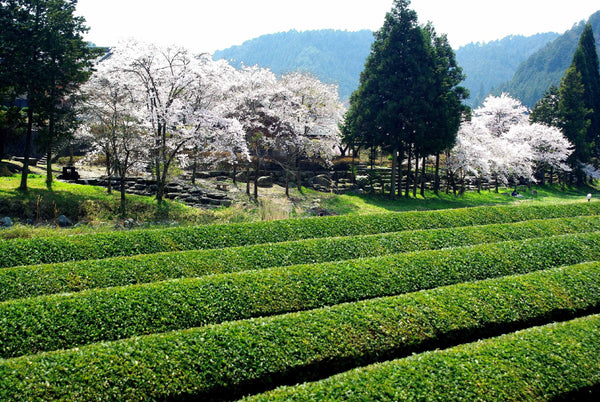 beautiful japan shirakawa