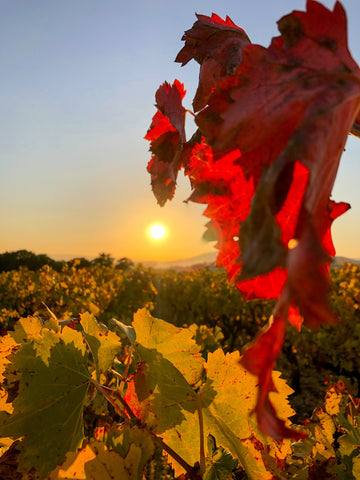 Herbststimmung in der Provence