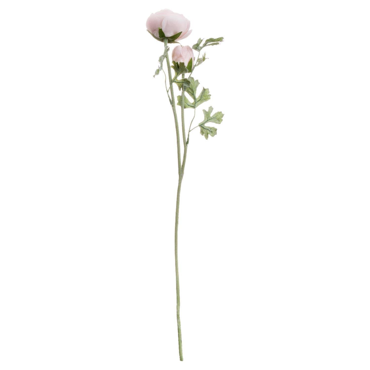Pastel Pink Ranunculus | L J Home