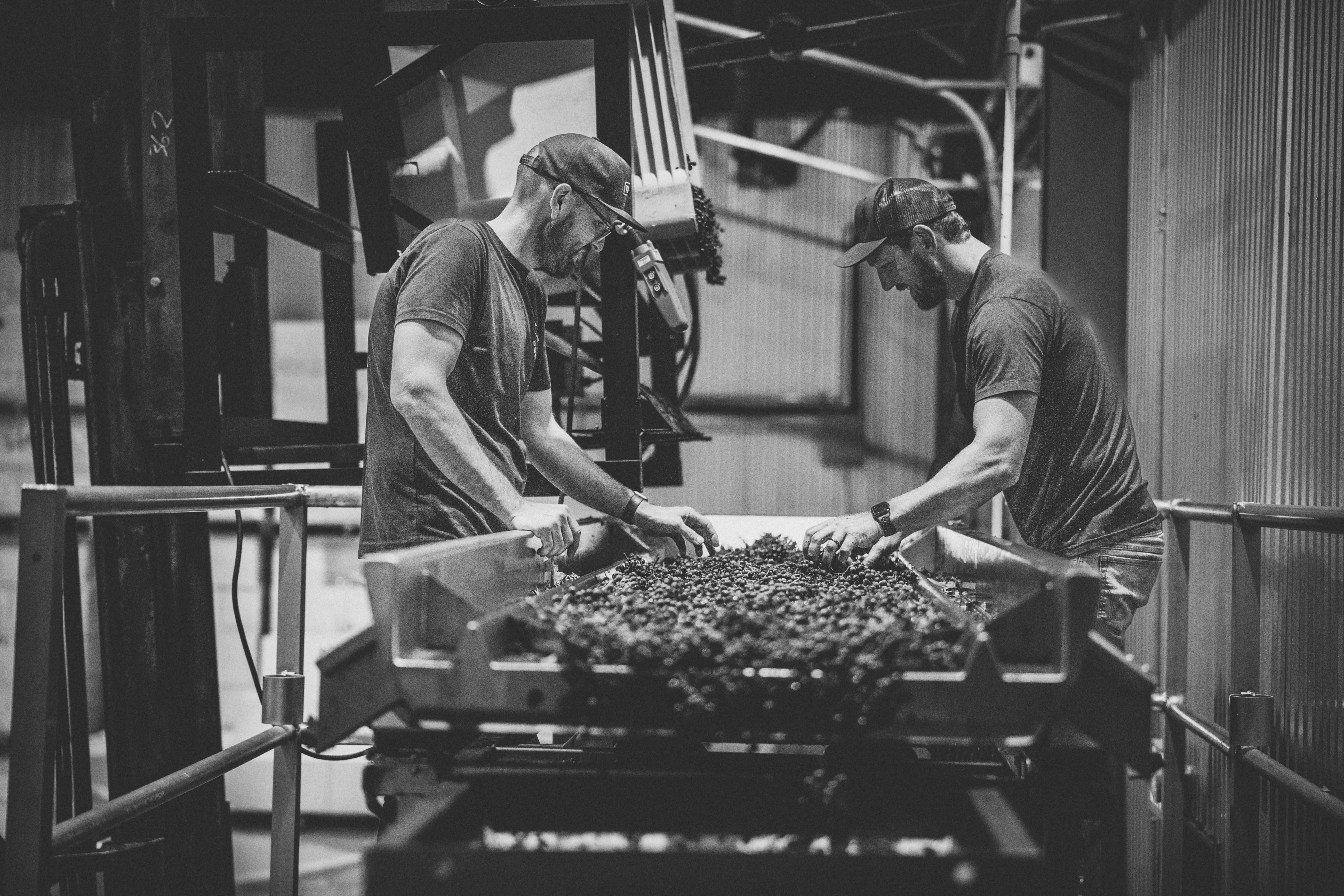 Josh and Chris sorting grapes during harvest