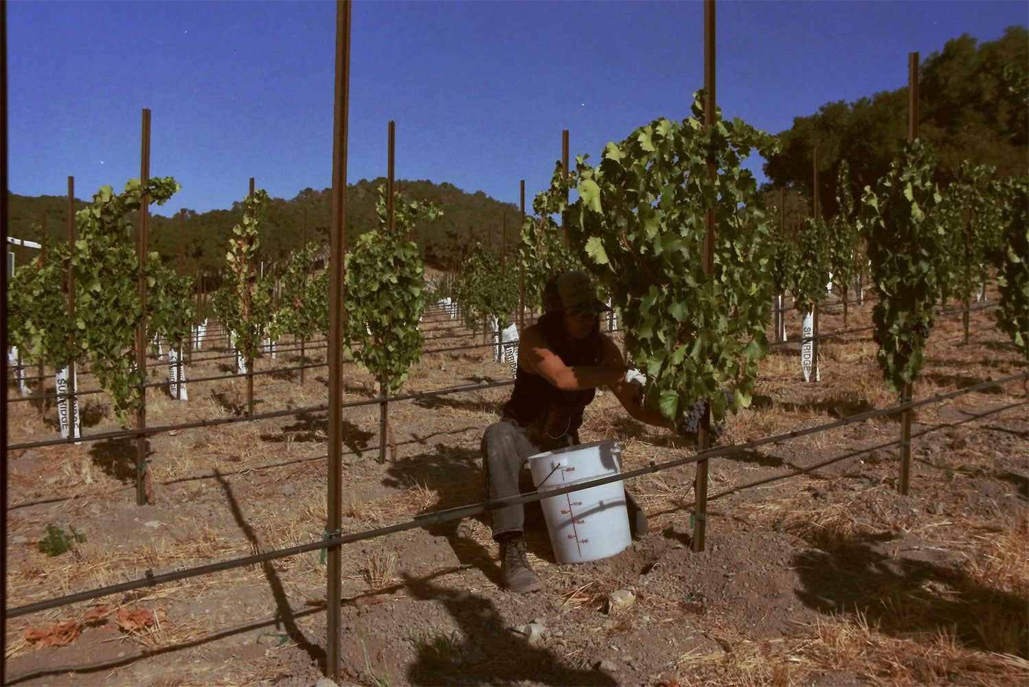 Owner Sabreena Urness harvesting grapes