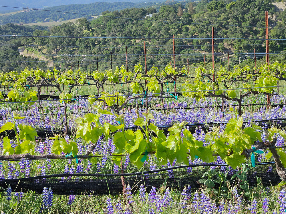 new_Kaleidos_Spring-Vineyard-2023.jpg__PID:5f8138e8-7a8e-4832-992a-dae244898fd5