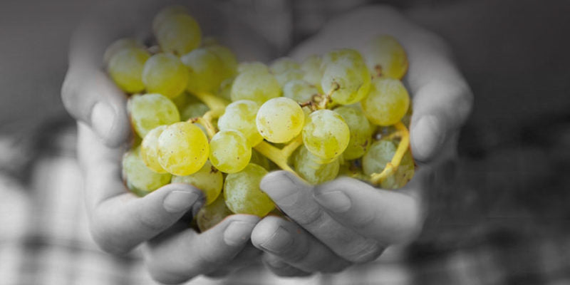 Monochrome white wine grapes