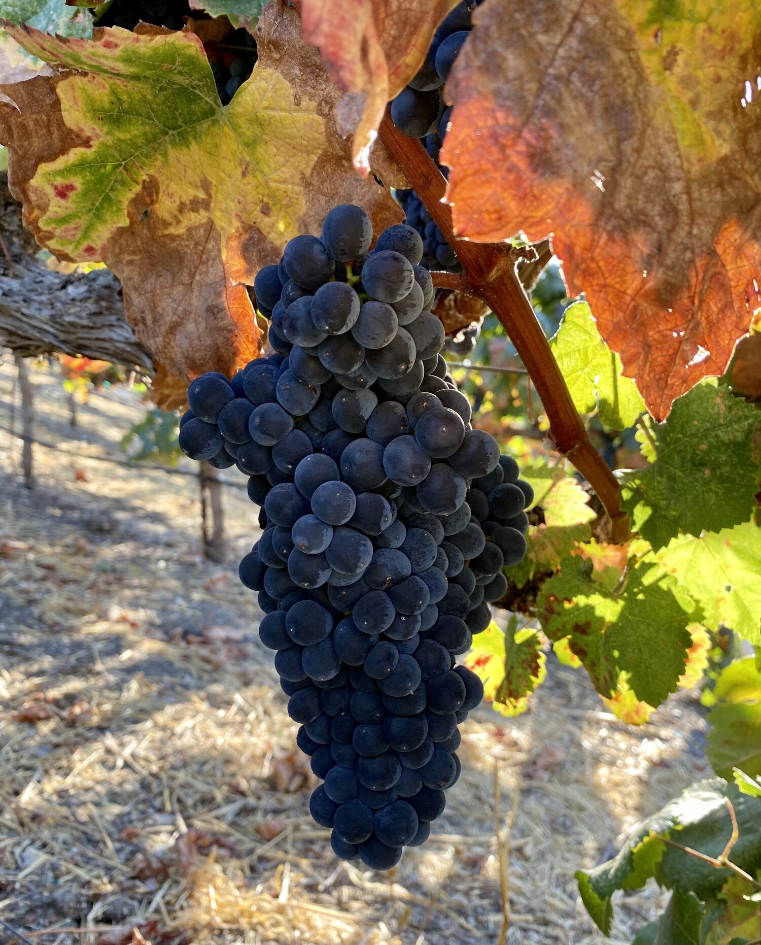 CRUSH Vineyard Estate Grape cluster