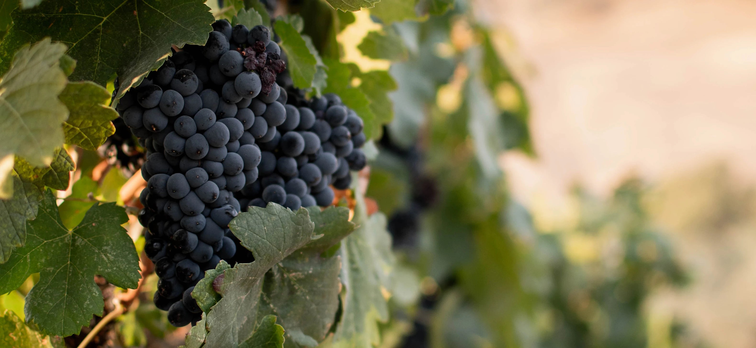 Petit Sirah grape cluster on the vine