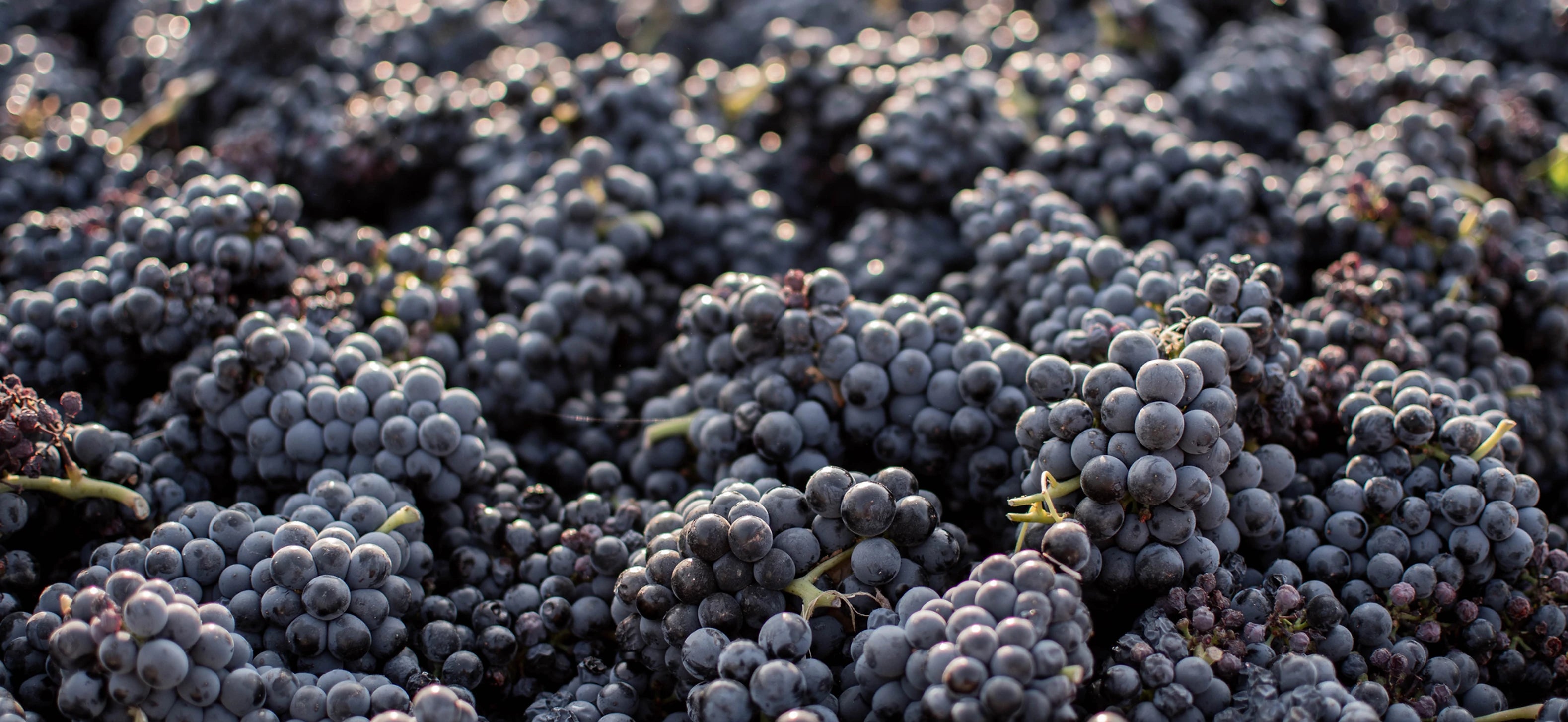 Petit Syrah grapes