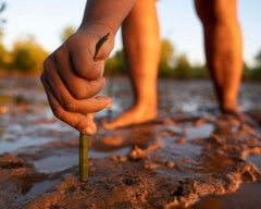 Person standing in the mud with hand planting mangrove seedling