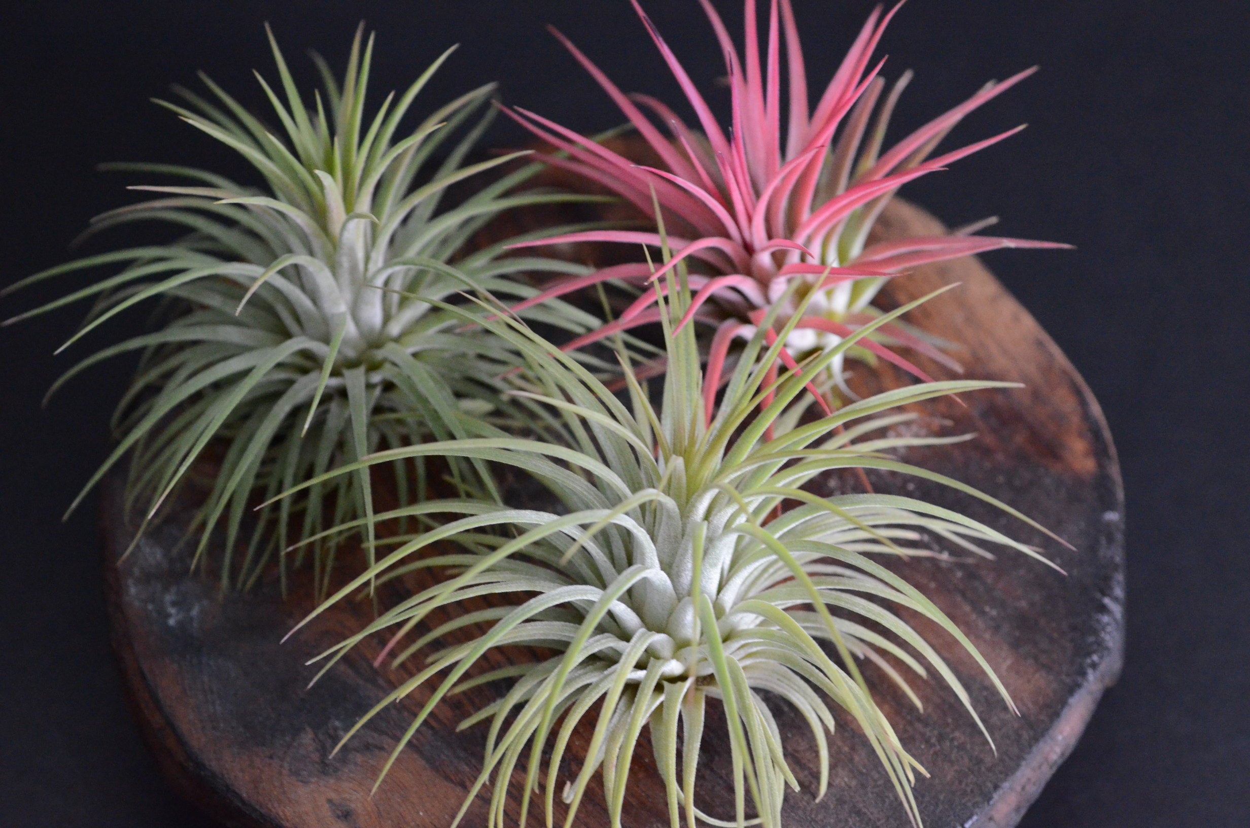 Tillandsia Ionatha Rubra Air Plant