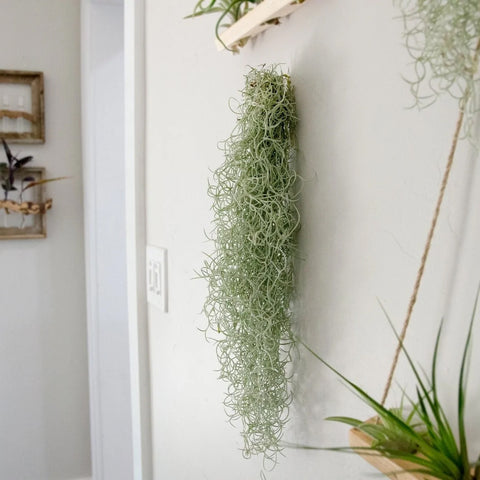 Live Spanish Moss Home Decor | The Artizan Way