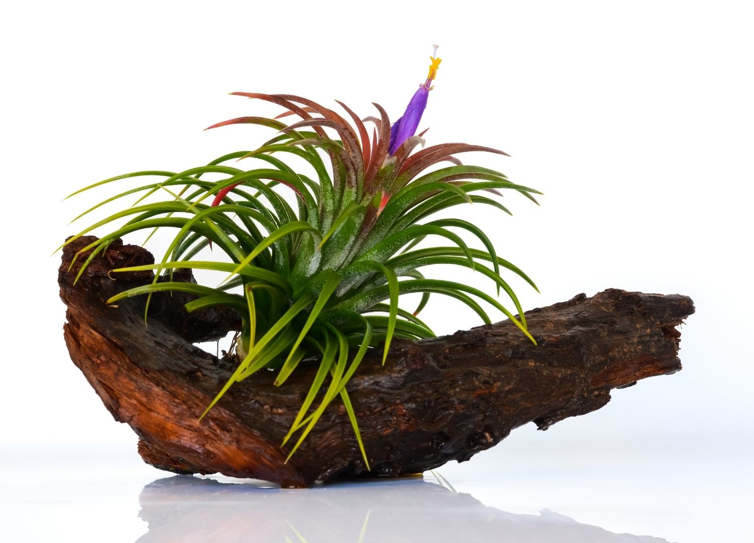 How to Make your Air Plant Bloom | The Artizan Way