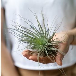 Air Plant in Hand