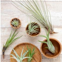 Air Plant Propagation Tips