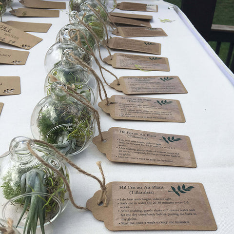 Tillandsia Favors - Air Plant wedding favor table cards