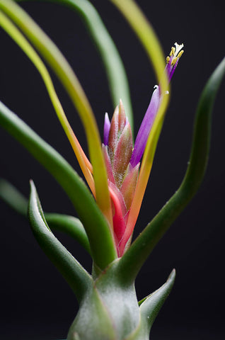 Tillandsia Bulbosa Air Plant Blooming