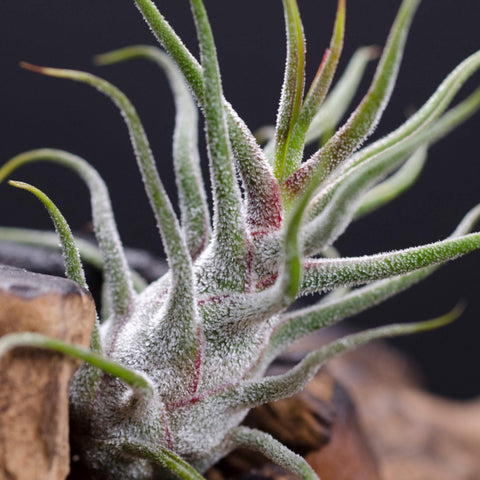 TILLANDSIA PRUINOSA GUATEMALA AIR PLANT