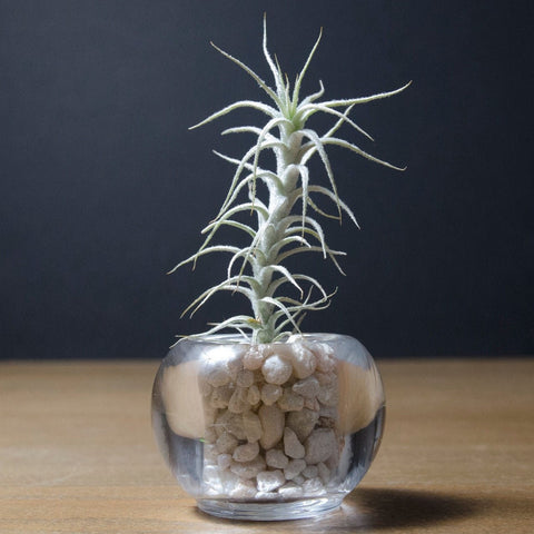 Tillandsia Stellifera - Fuzzy Air Plant