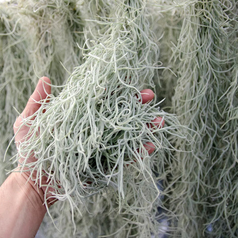 Spanish Moss Care Guide from The Artizan Way