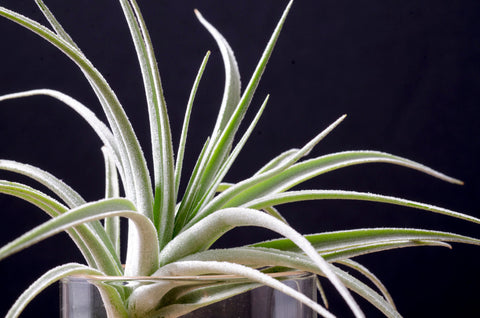 Close up of the trichomes of the T. Pohliana air plant