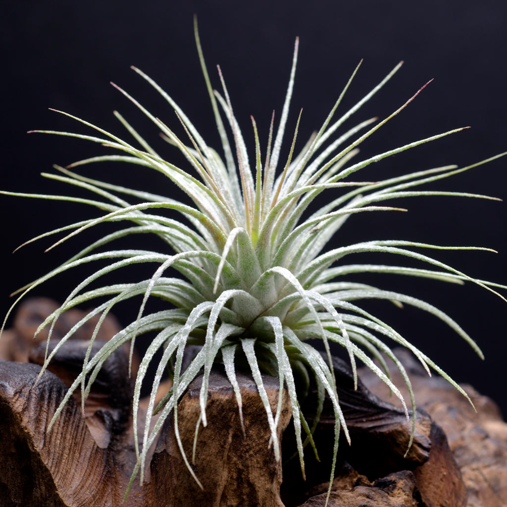 Tillandsia Ionantha Fire of Tinco - Orange Red Blushing Air Plant