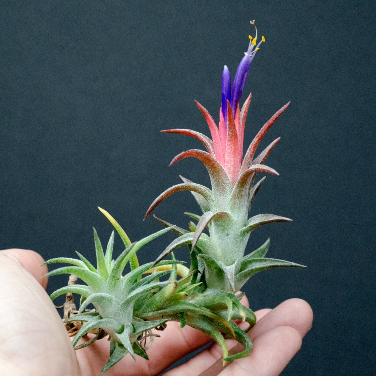 Tillandsia ionantha fire of Tinco 自家産子株 | nate-hospital.com