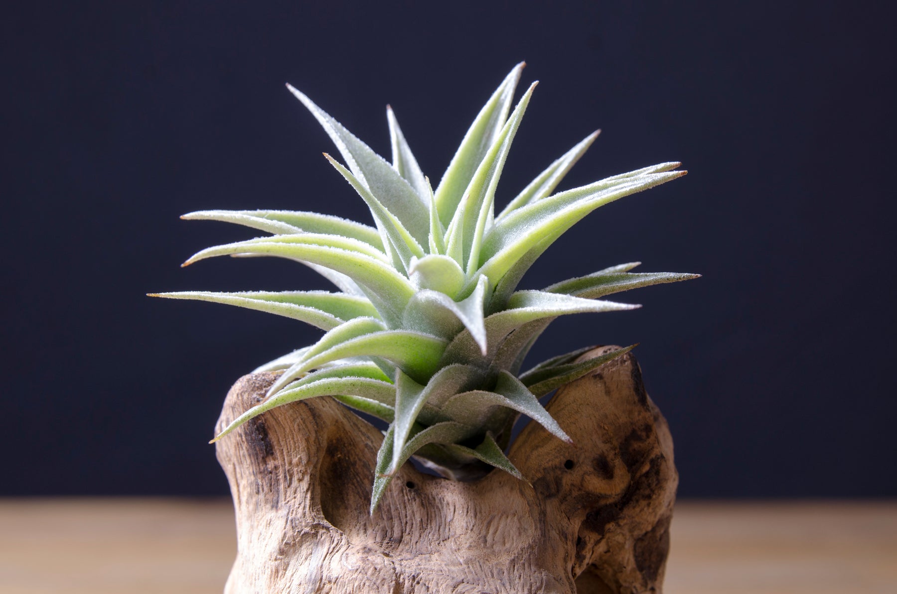 Spanish Moss ( Tillandsia Usneoides) Indoor Airplants at Rs 299.00