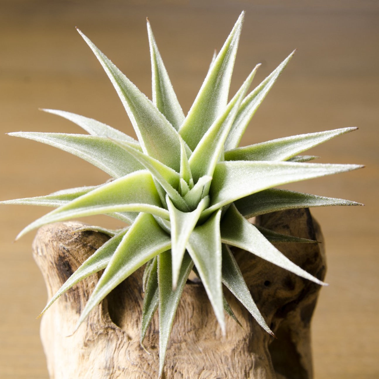 Spanish Moss ( Tillandsia Usneoides) Indoor Airplants at Rs 299.00