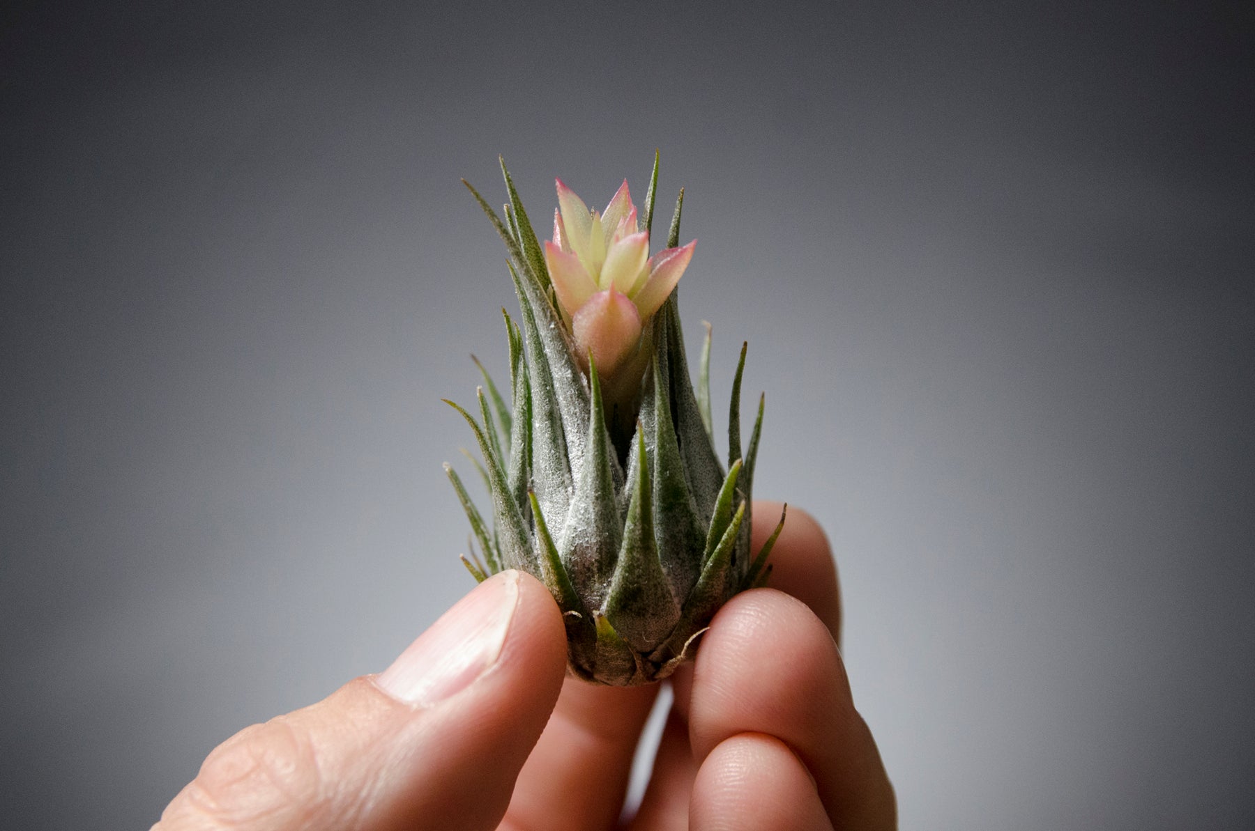 メイルオーダー Tillandsia kautskyi Large form econet.bi