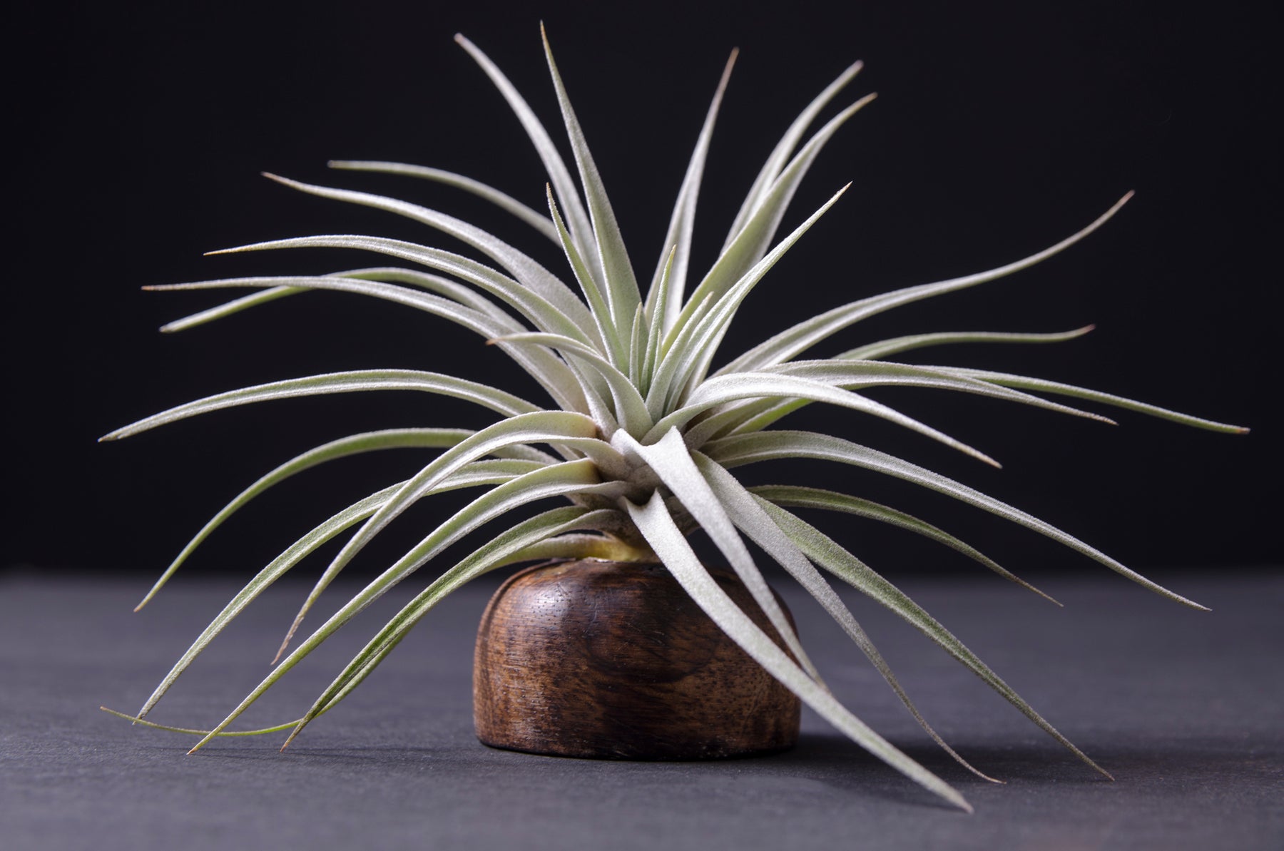 Tillandsia Pruinosa - Live air plant indoor house airplant