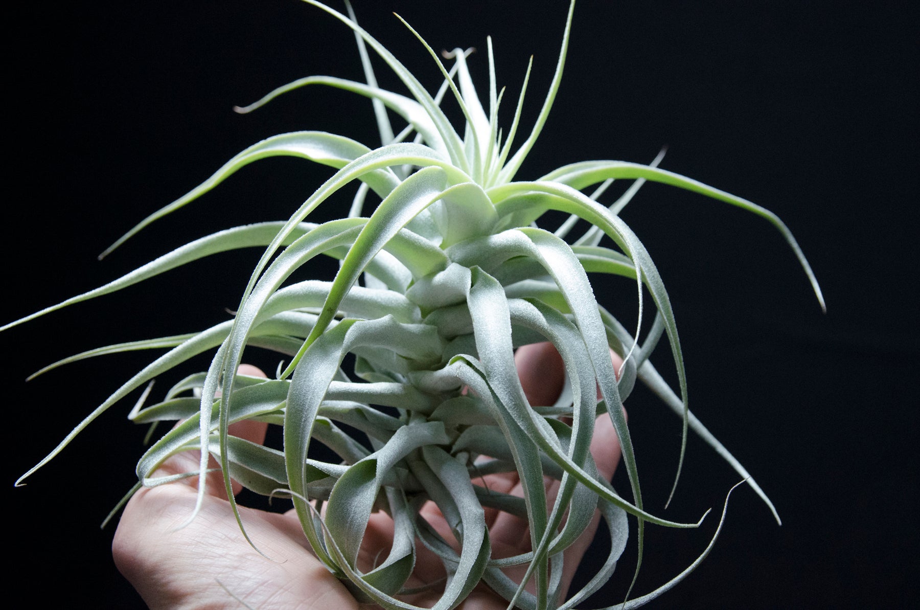 How to Care for Tillandsia Usneoides 'Spanish Moss' for Beginners -  TheArches