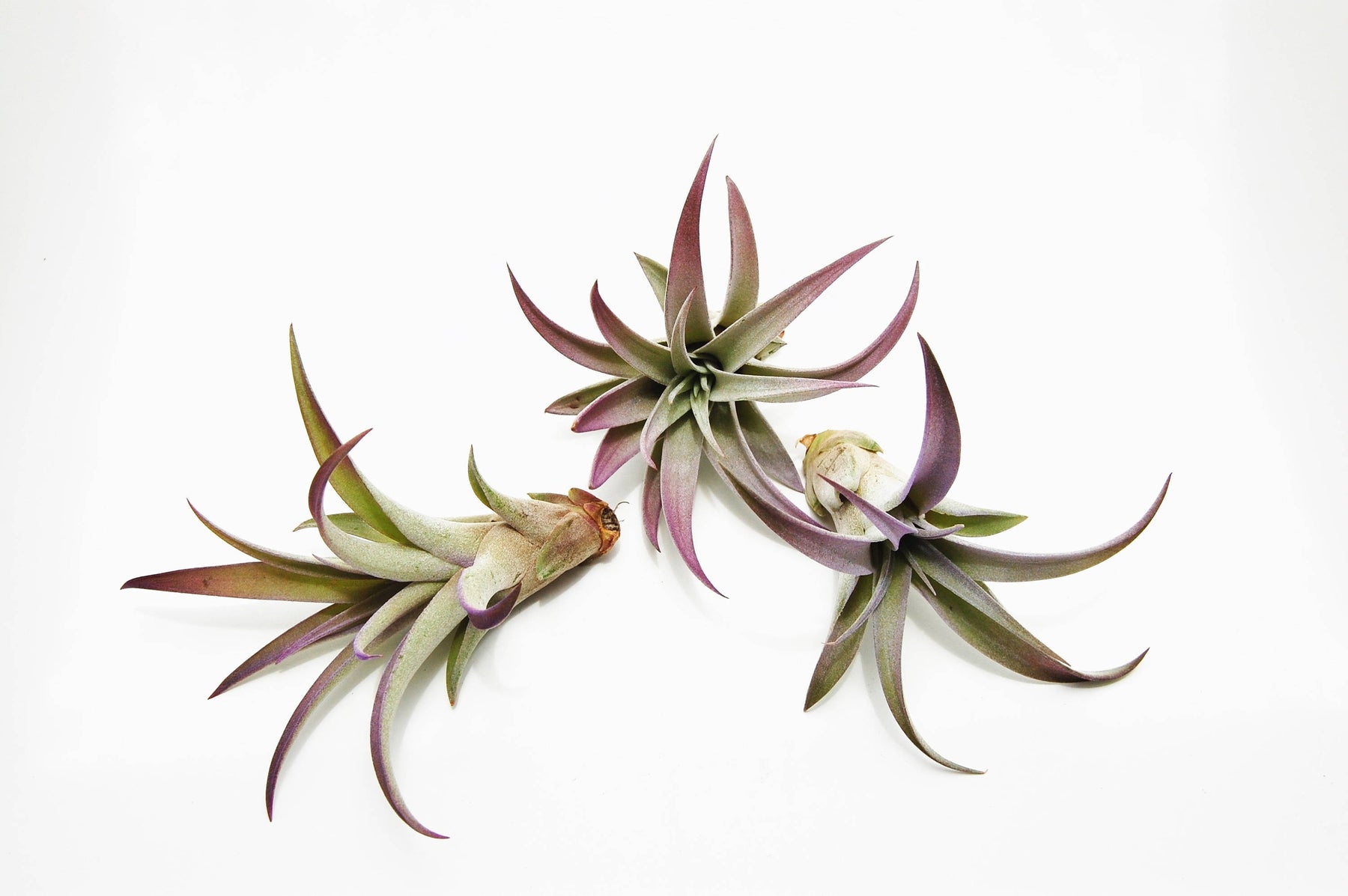 12 Inch Air Plant - Tillandsia usneoides - Spanish - The Succulent Isle