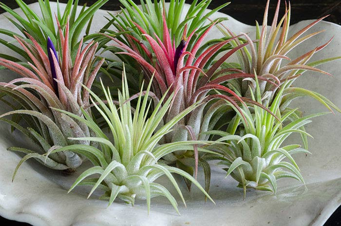 Houston Red Princess Air Plantes Tillandsia, Plante aérienne