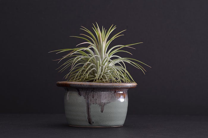 Tillandsia cyanea (Tillandsia raquette) Pot de 0.7 litre Size Pot