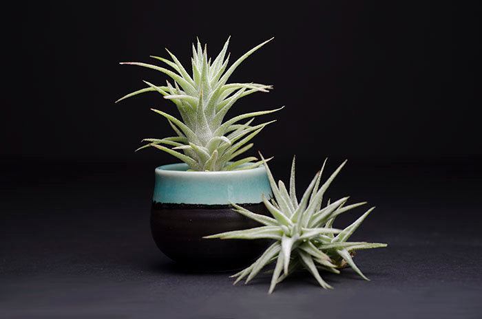 Tillandsia fuchsii var. gracilis - Binette et filles - Montréal