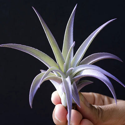 Tillandsia Beauty of Holm purple flower