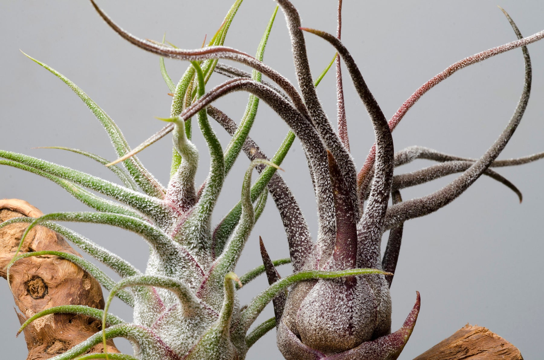 Artificial Air Plant Tillandsia – Eco Land Pte Ltd