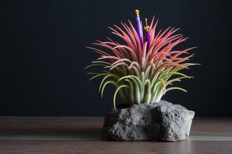 Artificial Air Plant Tillandsia – Eco Land Pte Ltd