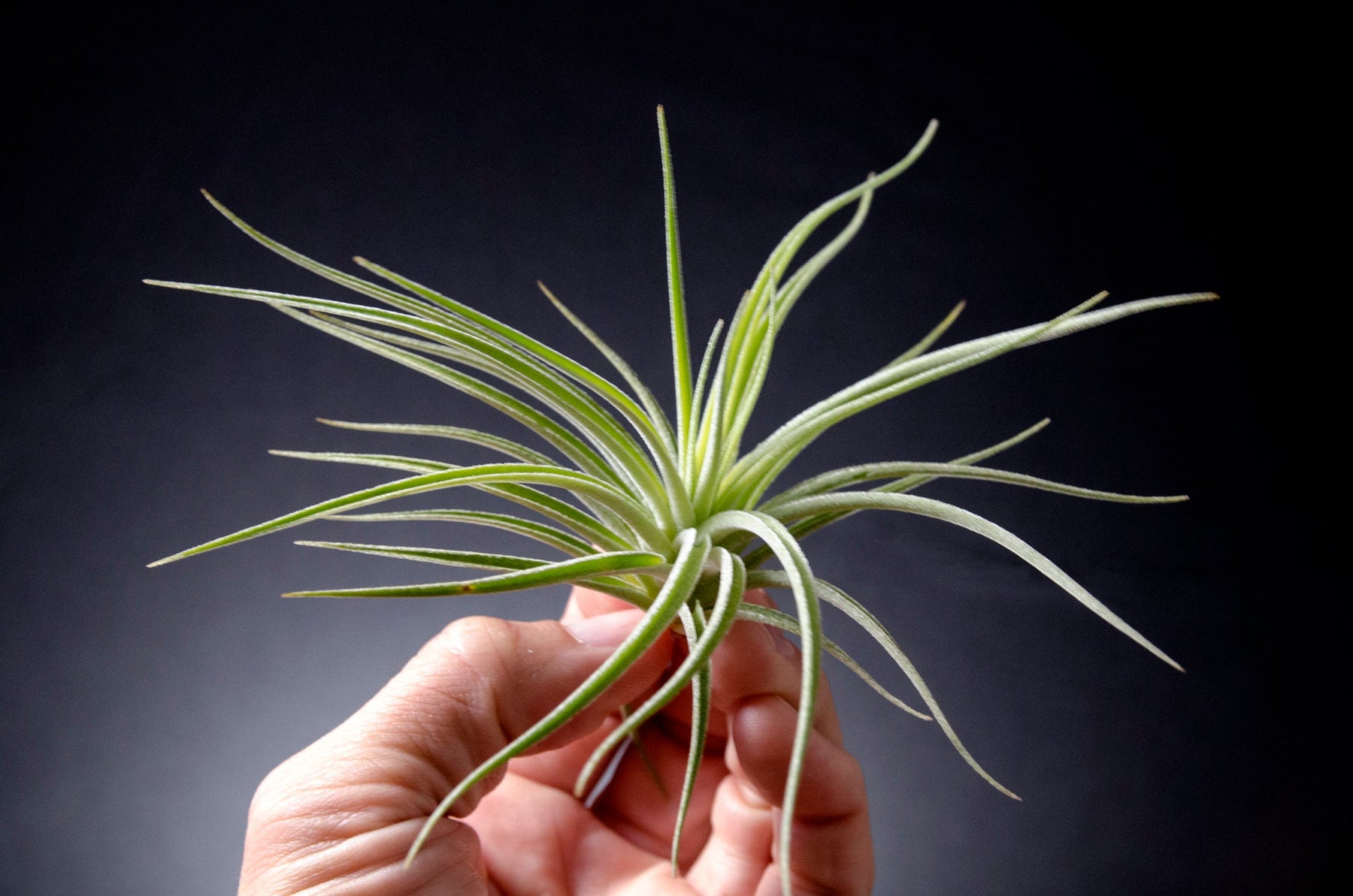 12 Inch Air Plant - Tillandsia usneoides - Spanish - The Succulent Isle