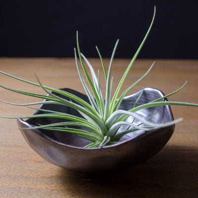 最大の割引 forma hirta Tillandsia minor その① HR 植物/観葉植物