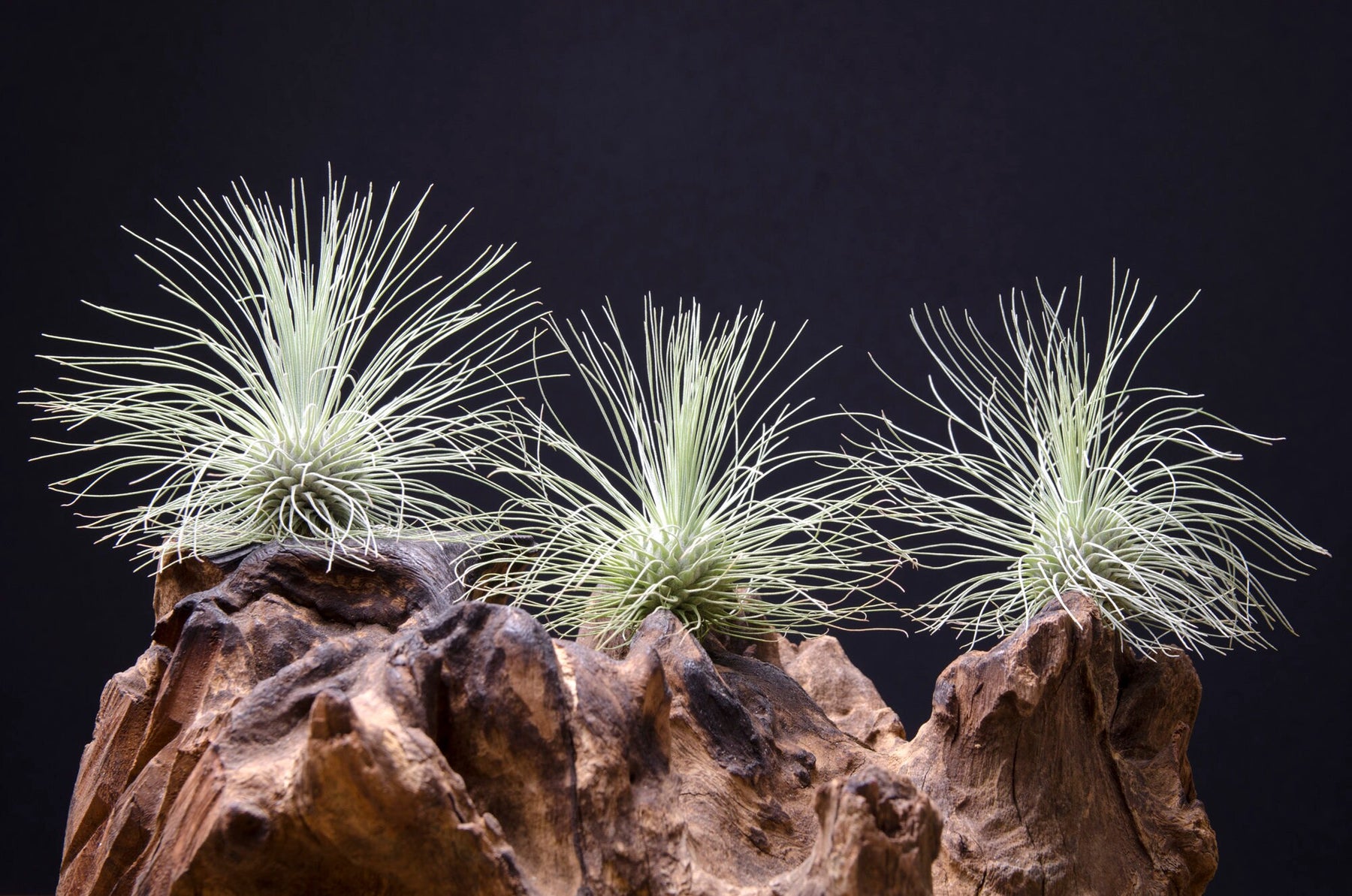 Tillandsia fuchsii var. gracilis - Binette et filles - Montréal