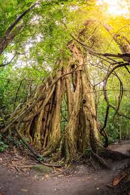 Fiddle leaf fig growing naturally in African rainforest setting