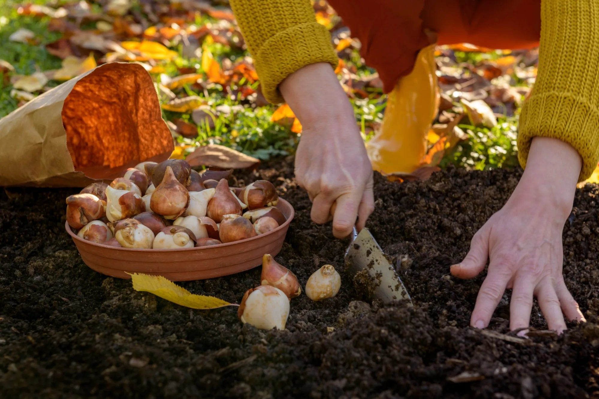 Gardener planting garlic in fall