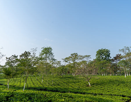 The journey of a tea leaf