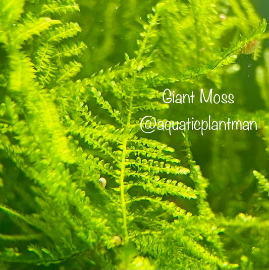 Christmas Moss – Aquatic Plant Man