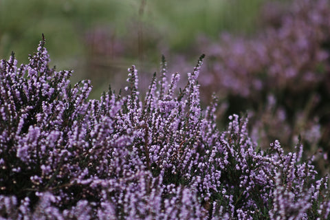 Heidekraut Feld in Schottland