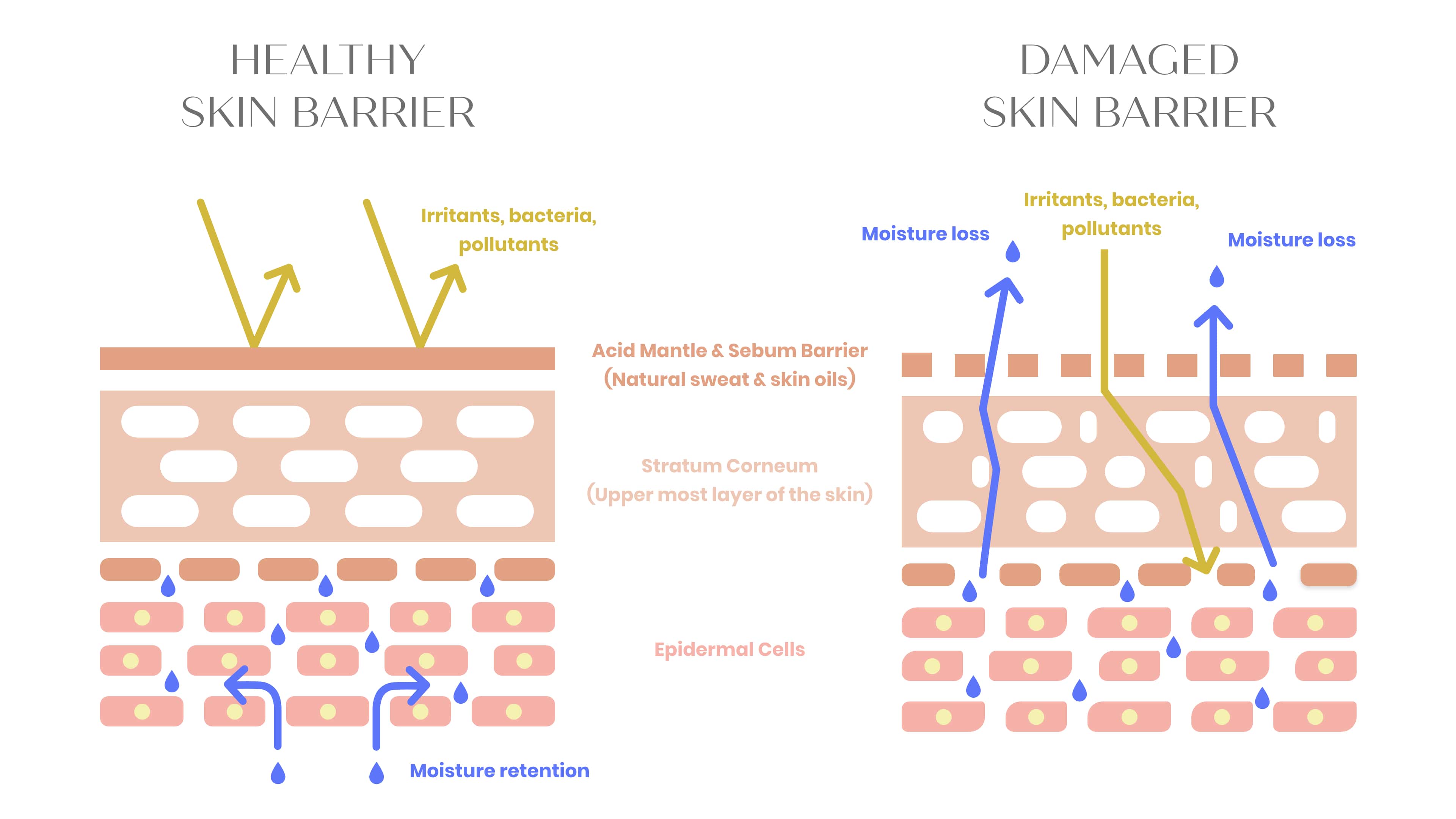 diagram of a healthy skin barrier vs a damaged skin barrier
