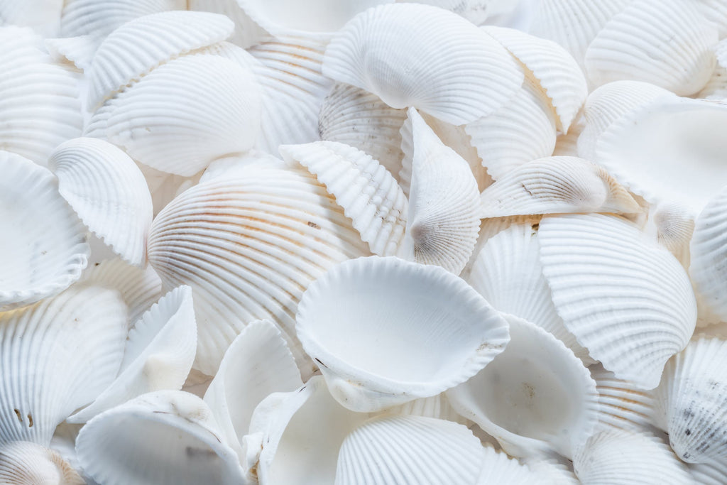 Beautiful Oyster Shells as One Kind of Christmas Decoration  Replicate Christmas Snow More Warmly and Softly